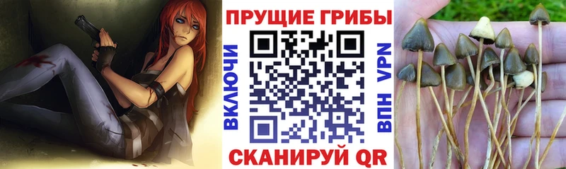 Псилоцибиновые грибы Magic Shrooms  закладки  Каргополь 